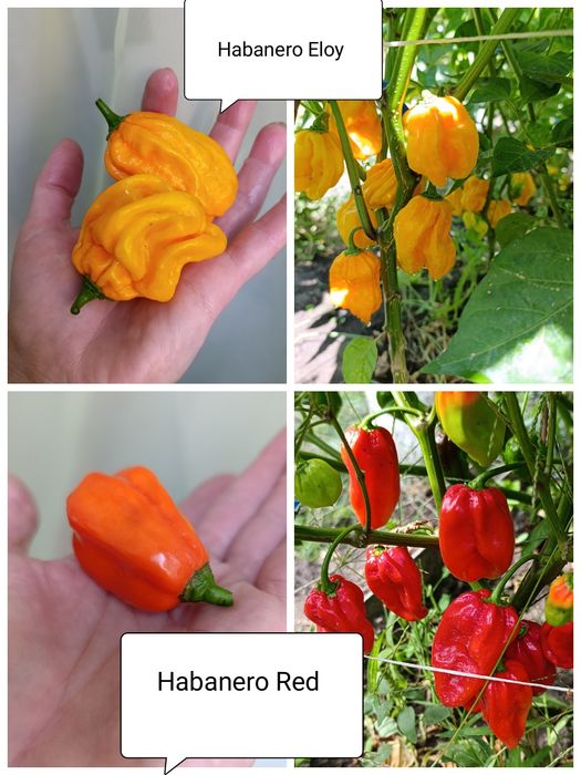 Перец Рокота, Хабанеро, Тай Дракон, гострий