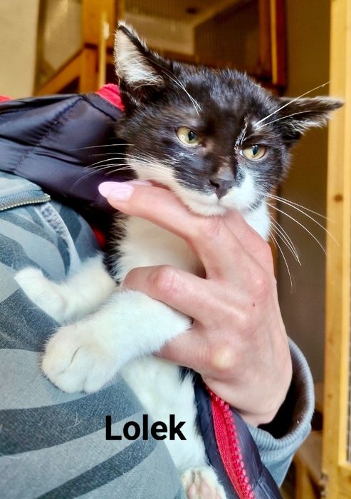 Lolek został sam ..Błagam o szansę dla niego ...