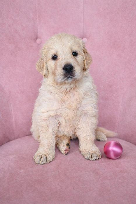 Golden Retriever FCI