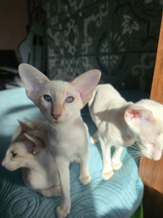 Сіамоорієнтальна дівчинка