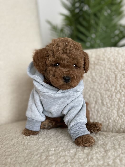 Poodle toy VIP (mini)