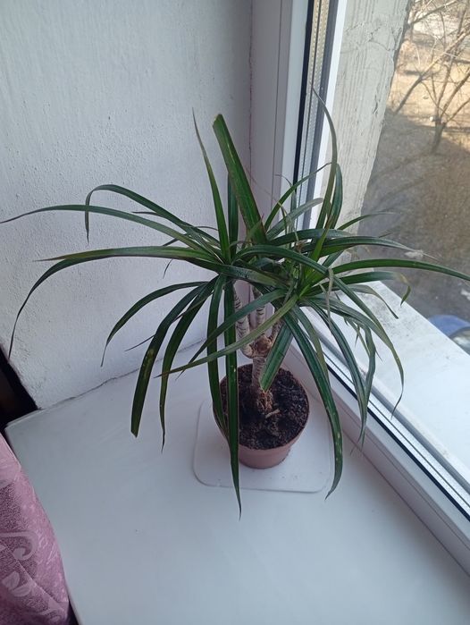 Драцена Маргината