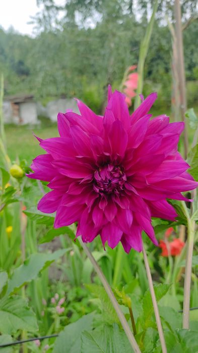 Клубні різних жоржин