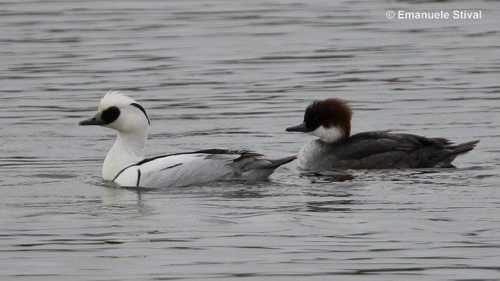 Mergellus albellus ou merganso branco