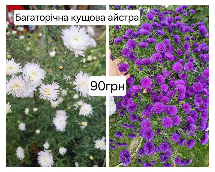 Вебраскум саженцы цветов многолетних