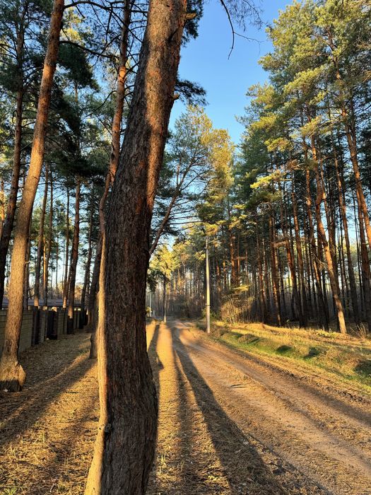 Продам участок 10 соток в сосне.