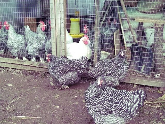 Інкубаційне яйце та курчата.Малин (Мехеленська зозуля):смугастий,білий