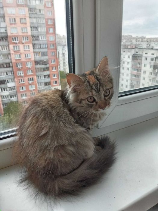 Пропонуються чудові котятки