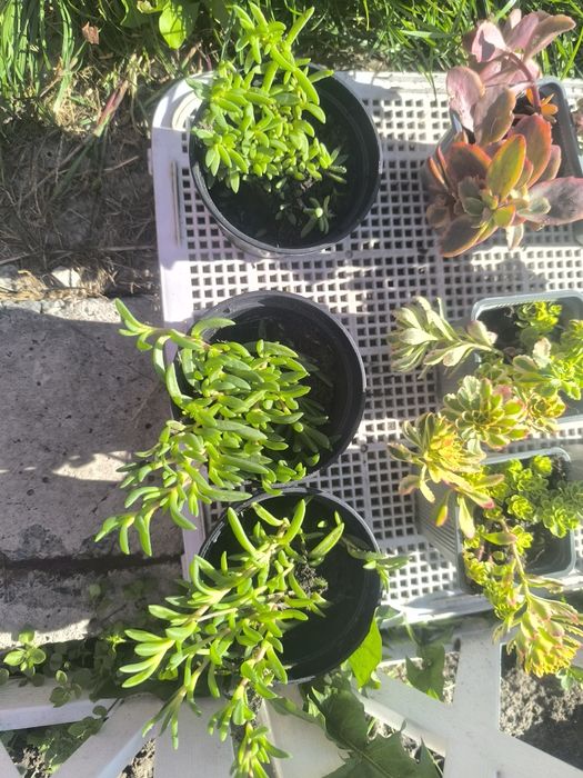 Делосперма очіток почвопокривний