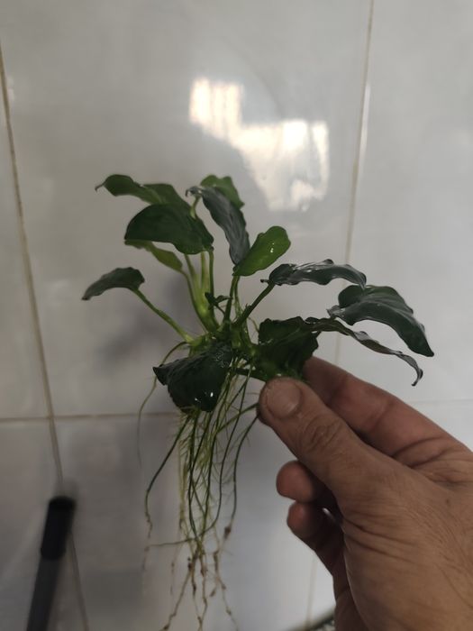 Anubias  excelente qualidade
