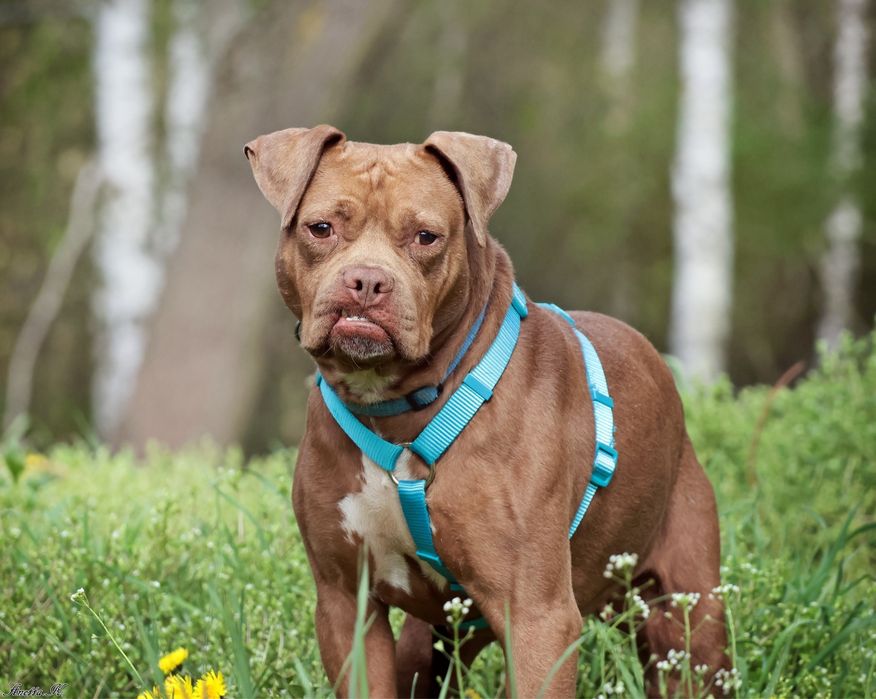 Odebrana interwencyjnie Dolly szuka kochającego domu