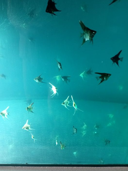 Аквариум 5л - 250грн ( новые )