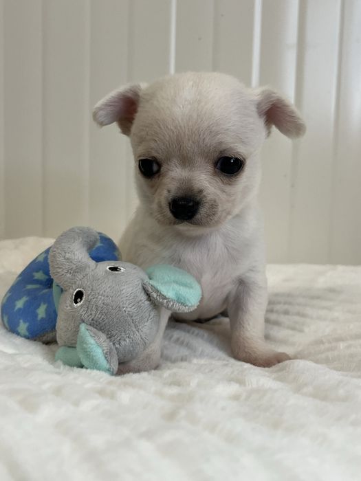Chihuahua Macho Pelo Curto