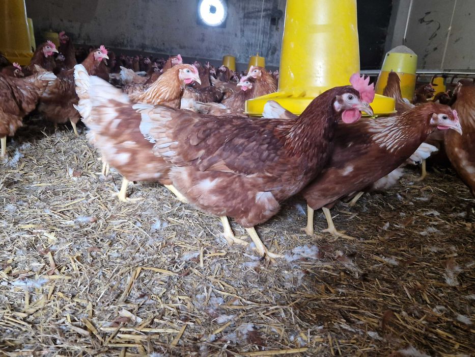 Kurki nioski Tetra brązowa  z jajkiem dostawa