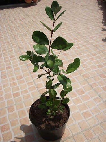 Planta de feijão