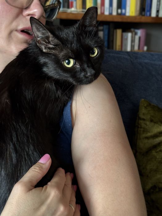 Piekna czarna kotka do adopcji
