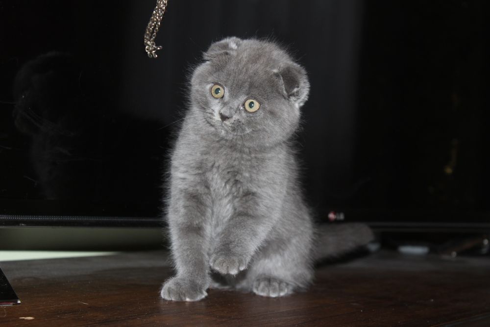 Супер фолд хлопчик і дівчинка Акція