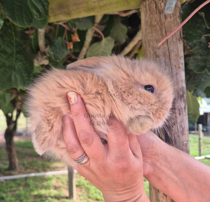 Coelhos Anões Mini Lop – Amor em Forma de Coelho