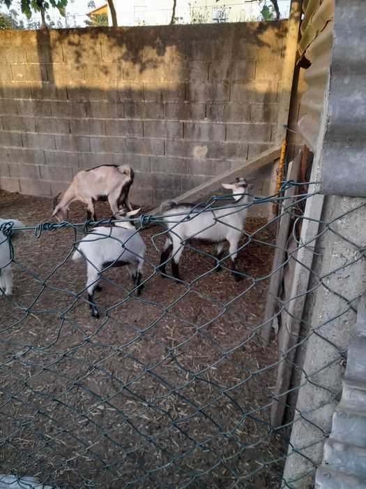 Cabras serpemtinas e alpinas
