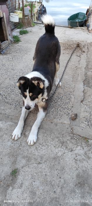 Кобель алабай на случку (вязку)