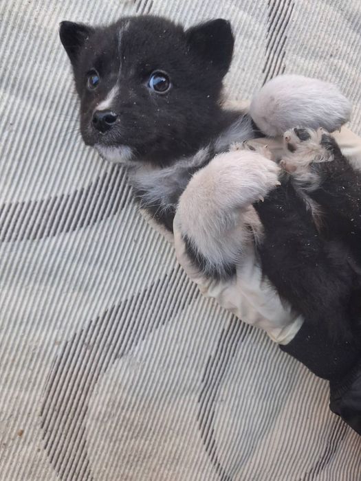 Віддаємо принцесок