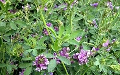 Насіння люцерни висока якість!