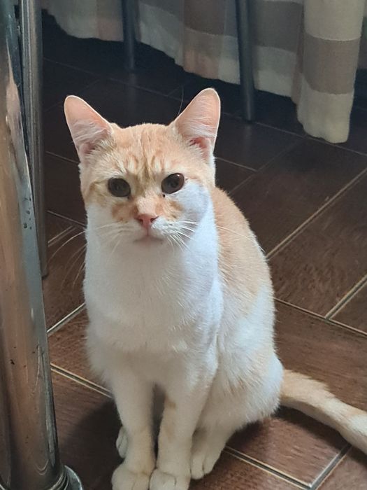 Молодий котик шукає турботливу родину
