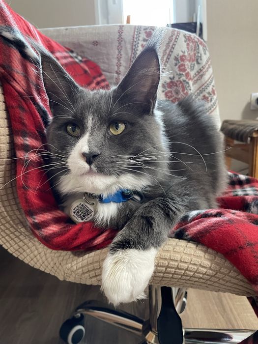 Продається кіт породи мейн-кун