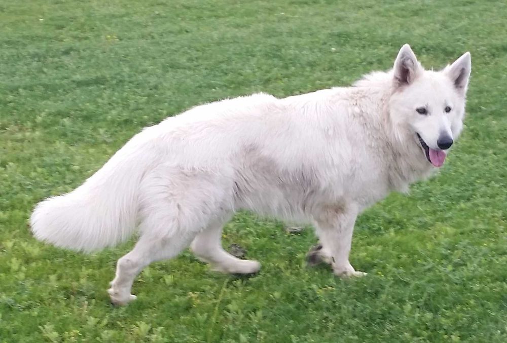 Cachorro de Pastor Branco Suíço