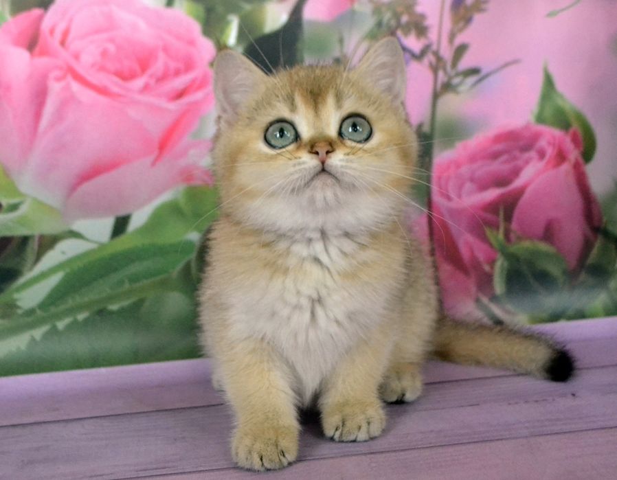 Гарний яскравий золотий шиншила