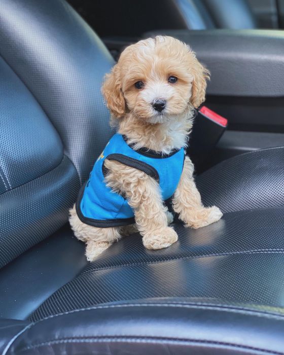 Мальтипу цуцики з паспортом