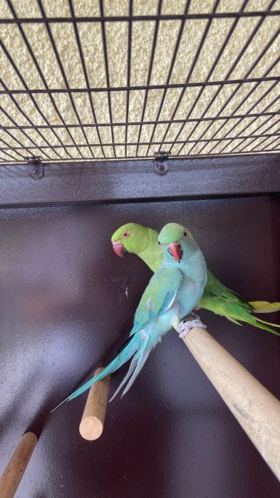 Casal ringnecks cedência