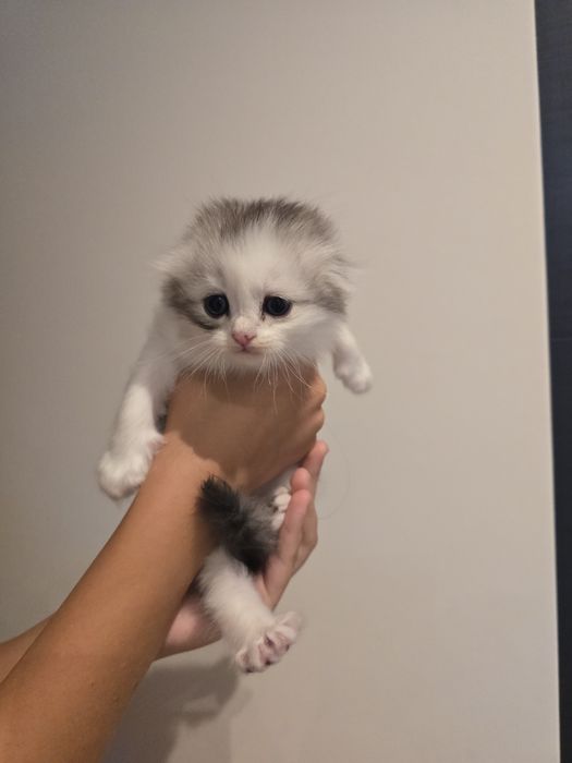 Scottish fold-straight