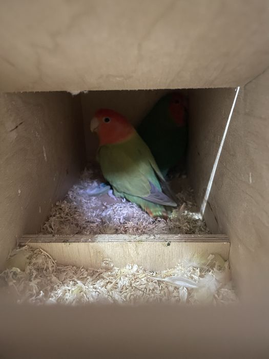 Casal de agapornis longfather possivel troca por 14 periquitos australianos