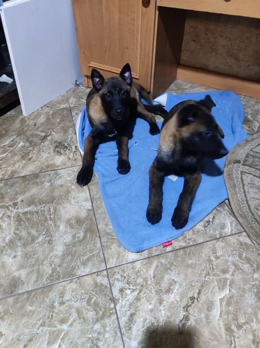 Цуценята малінуа