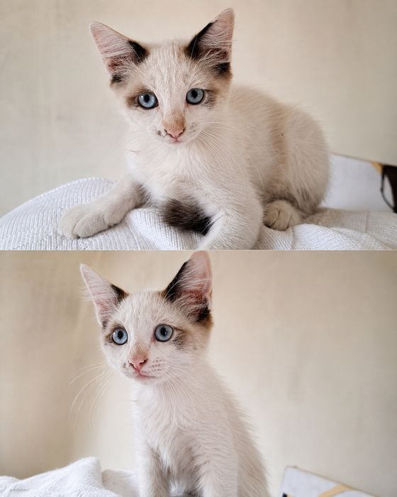 Gatinhos para adoção responsável – cerca de 4 meses