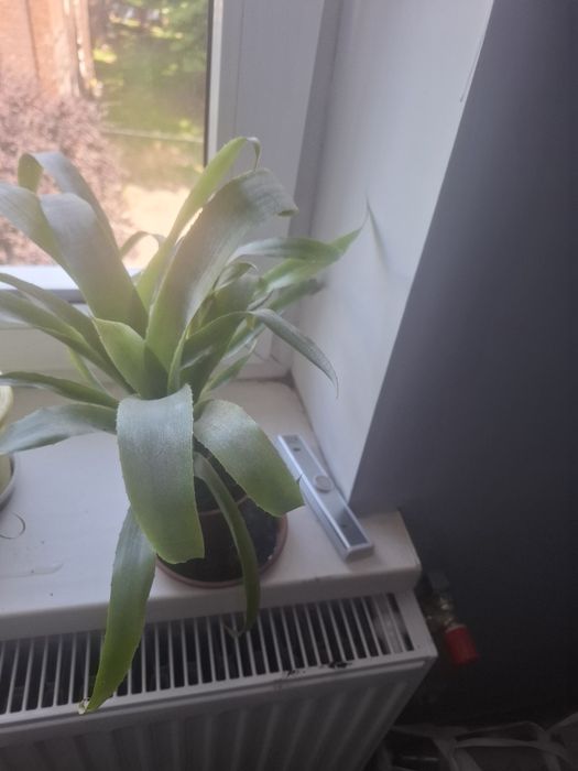 Kwiat   bromelia