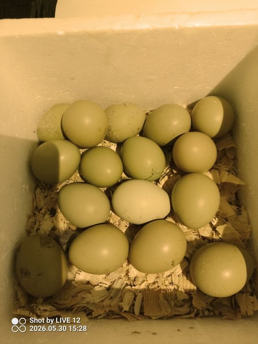 jaja lęgowe bażant polny 18 sztuk