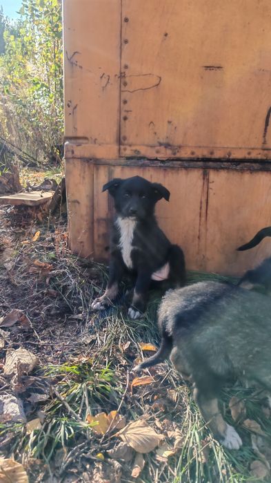 Щенки на выбор, добрым людям