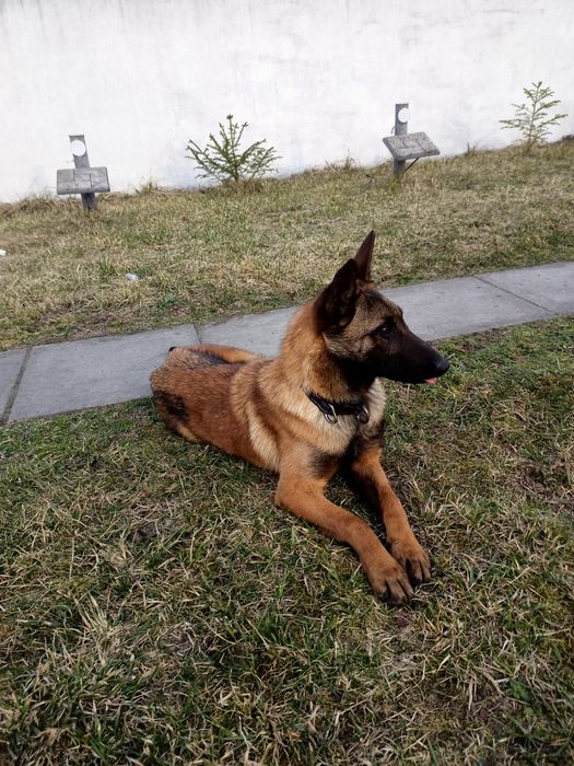 Бельгійська вівчарка малінуа