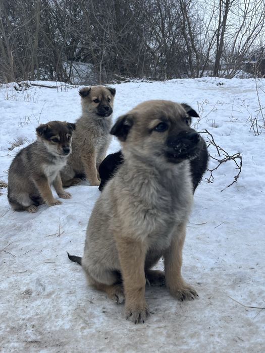 Цуценята-герої в добрі руки