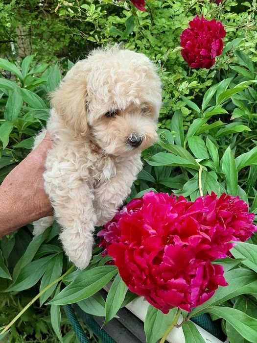 Мультипу. Мальчик F1. SEM. 17.03.2024. ГАРНА ЦІНА !!!