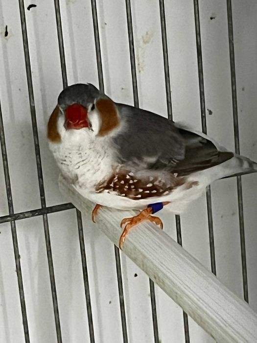 Diamantes Mandarins de Exposição