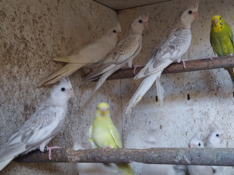 Caturras Pérola Canela Face Branca e Albina