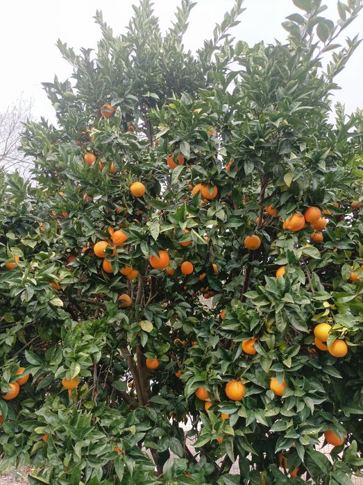 Vendo ou troco laranjas Clementinas tangerinas e limões 100% bio