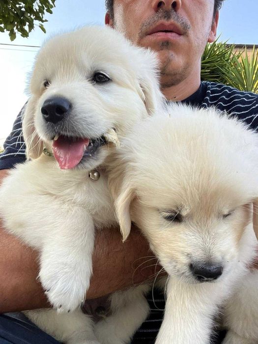 Princesa Golden Retriever com LOP
