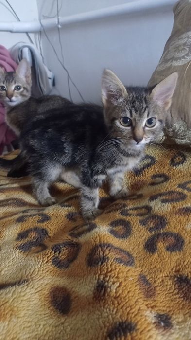 Отдам котят в хорошие руки!