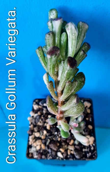 Коллекционные, редкие сорта крассул.