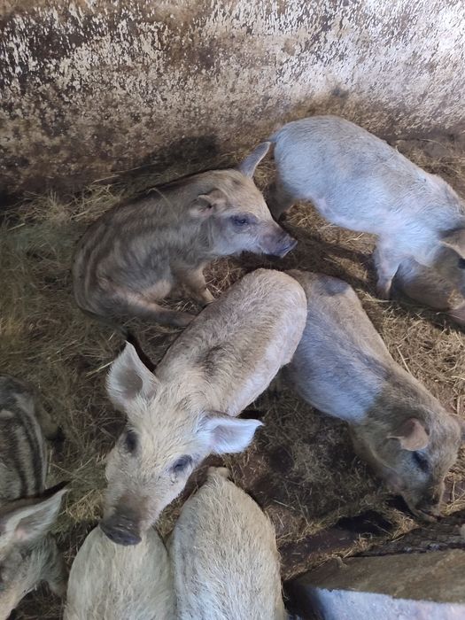 Продам поросят мангалиці