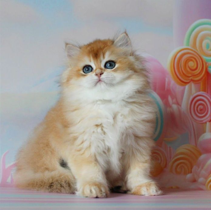 Це дитя мрія кожного, подаруйте собі щастя!